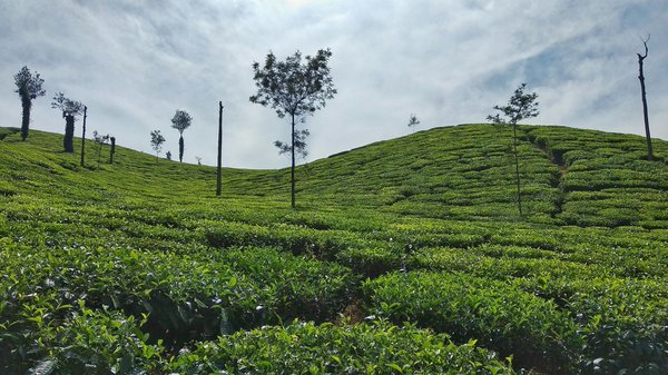 Quels conseils pour une visite des plantations de thé dans les Cameron Highlands, Malaisie?